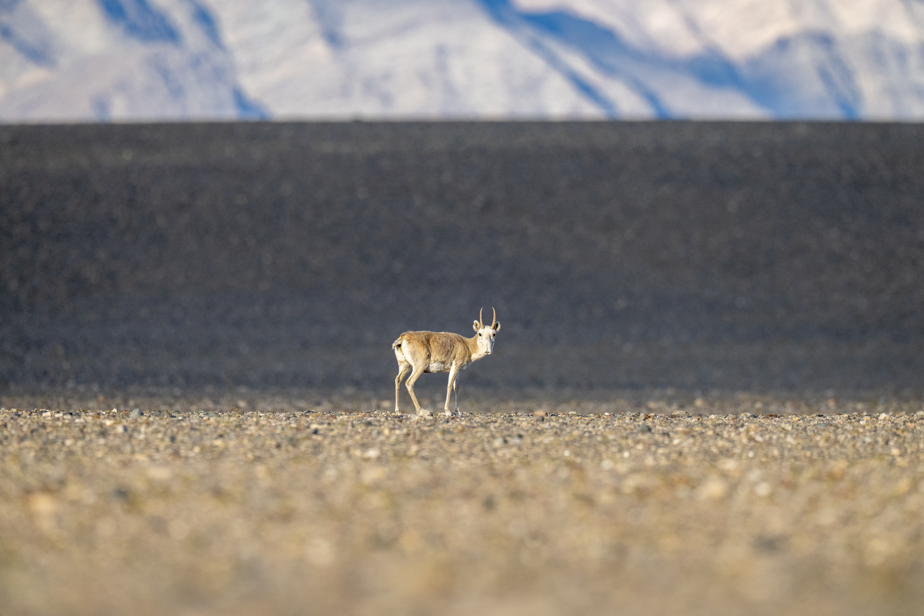 A Saiga in the desert-like lands below the snowy Altai range (image by Mark Beaman)