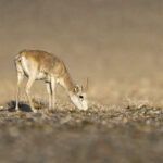 Saigas graze on the sparse semi-desert vegetation (image by Mark Beaman)
