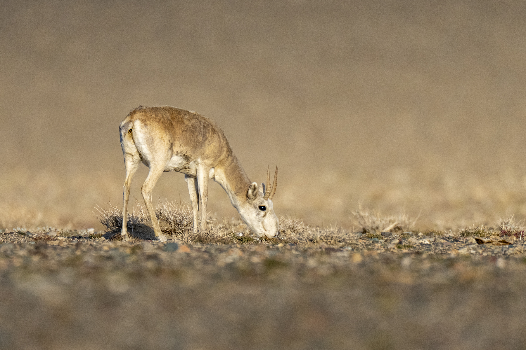 Saigas graze on the sparse semi-desert vegetation (image by Mark Beaman)