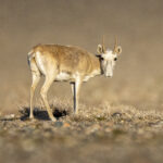 The male Saiga's proboscis-like snout is something weird and wonderful (image by Mark Beaman)