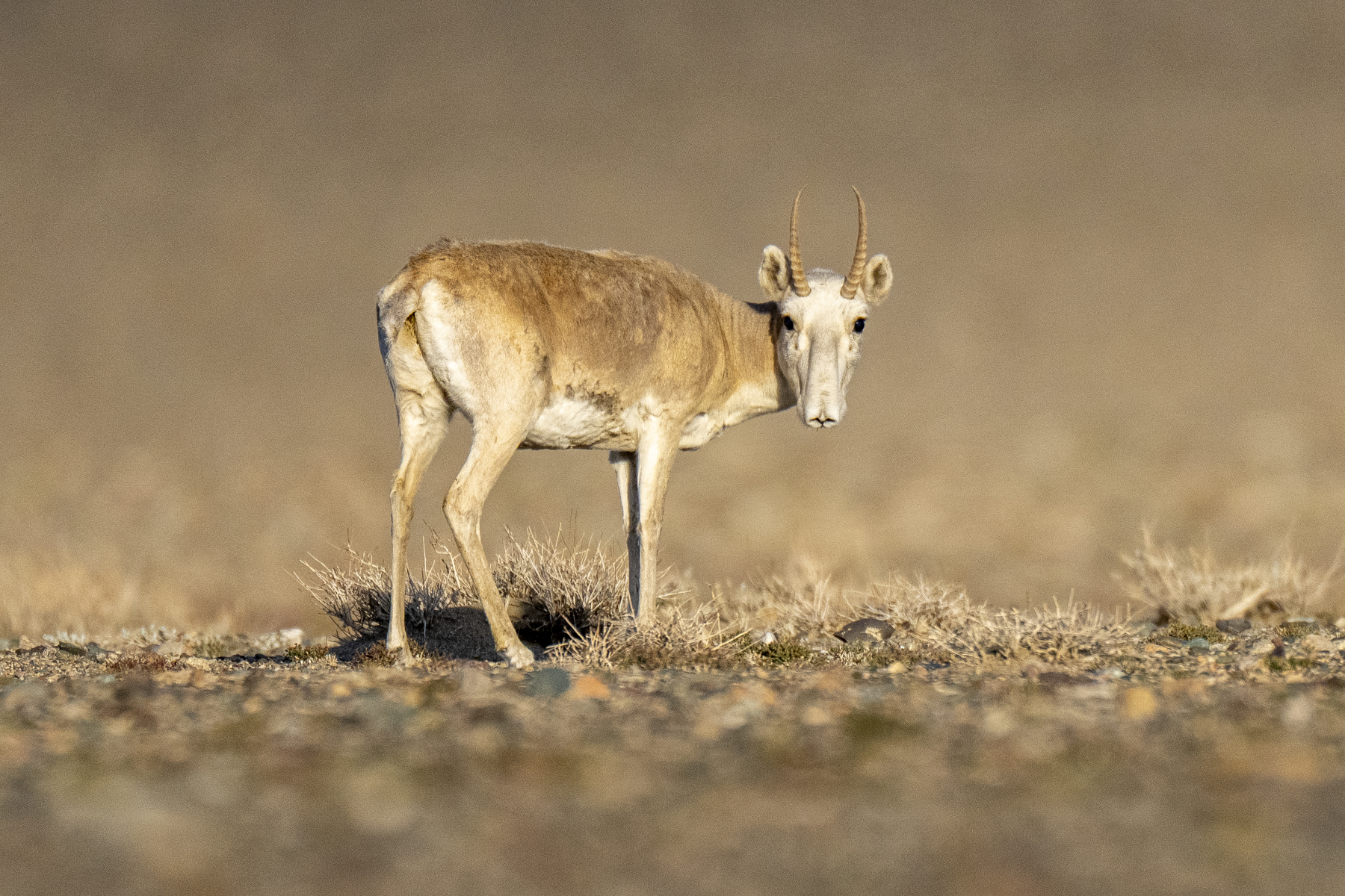 The male Saiga's proboscis-like snout is something weird and wonderful (image by Mark Beaman)