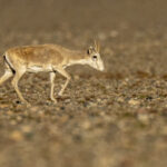 A male Saiga antelope (image by Mark Beaman)