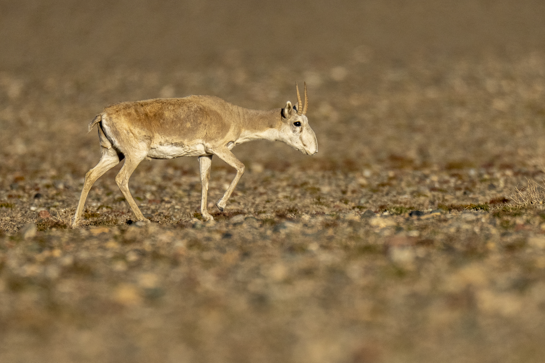 A male Saiga antelope (image by Mark Beaman)