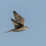 Saker Falcon (image by Mark Beaman)