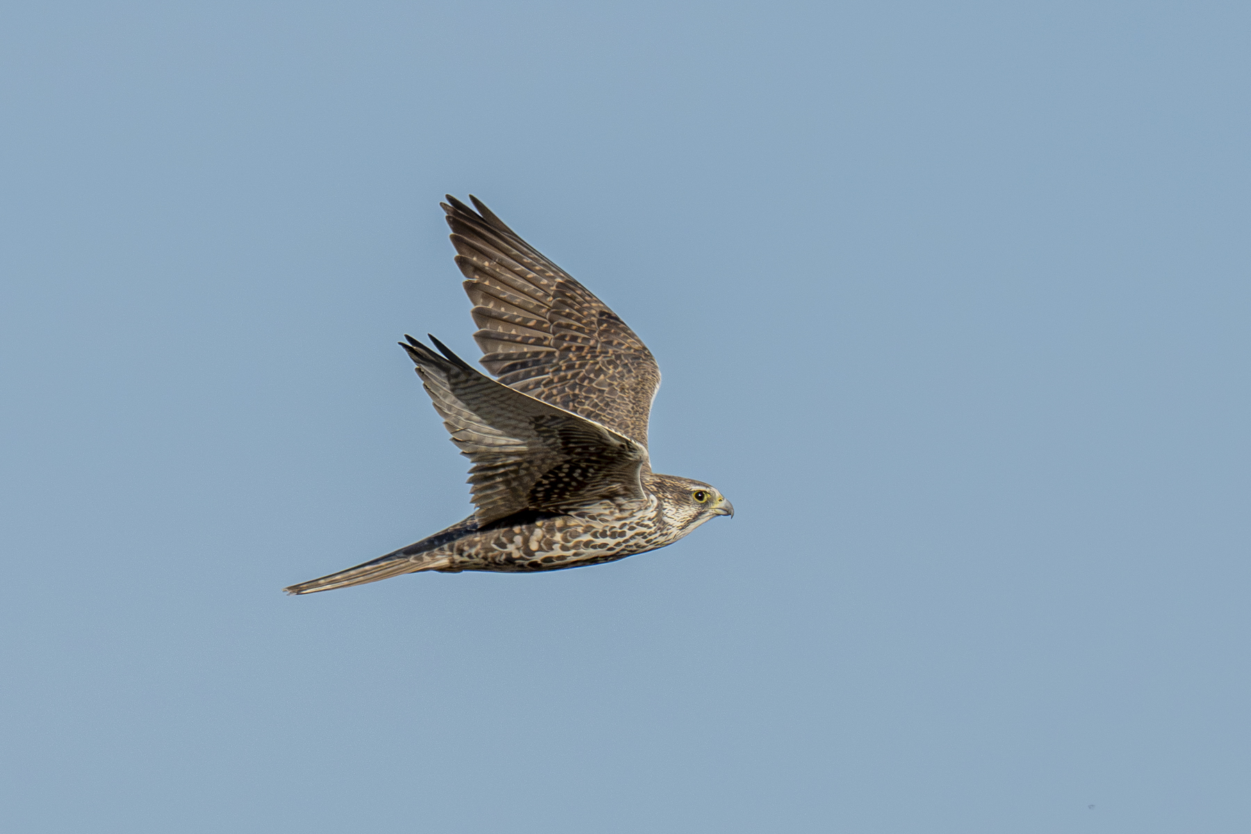 Saker Falcon (image by Mark Beaman)