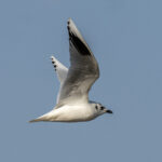 Saunders's Gull (image by Mark Beaman)