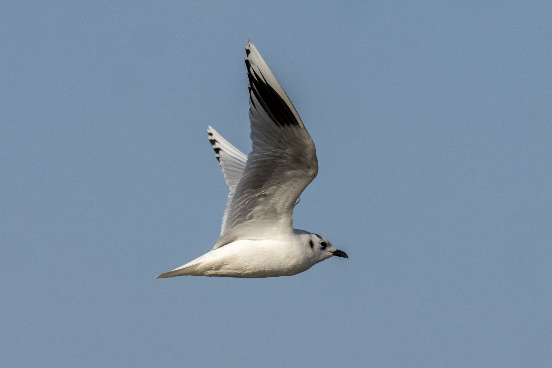 Saunders's Gull (image by Mark Beaman)
