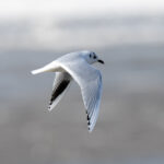 Saunders's Gull (image by Mark Beaman)