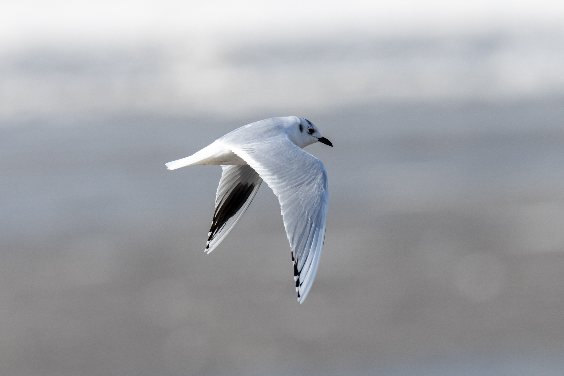 Saunders's Gull (image by Mark Beaman)