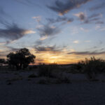Gobi saxaul trees at sunrise (image by Mark Beaman)