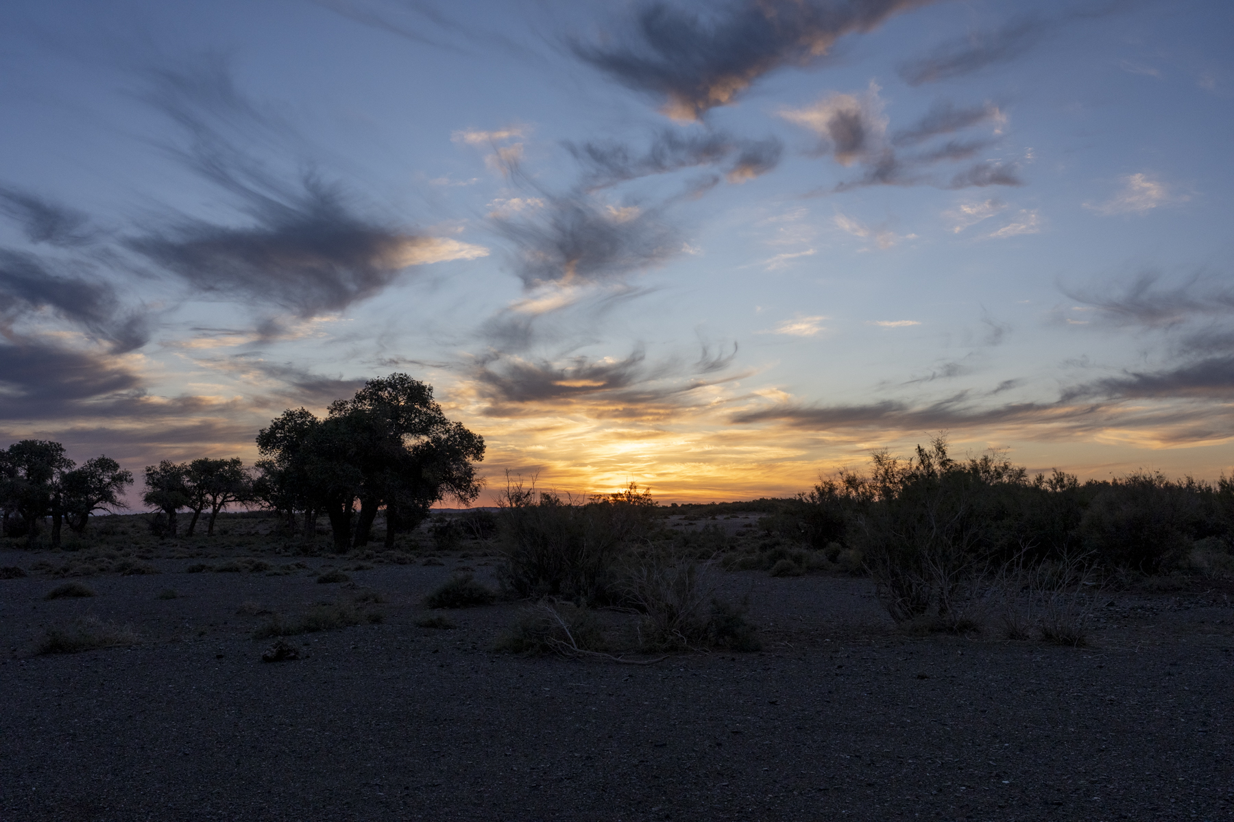 Gobi saxaul trees at sunrise (image by Mark Beaman)