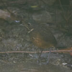 Scaled Antpitta (image by Leo Garrigues)