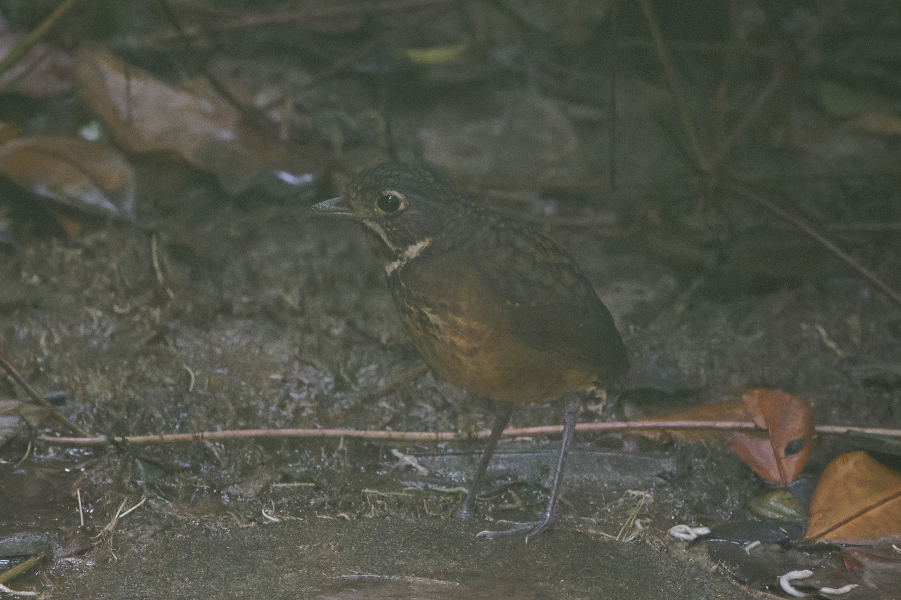 Scaled Antpitta (image by Leo Garrigues)