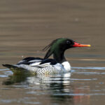 Scaly-sided Merganser (image by Mark Beaman)