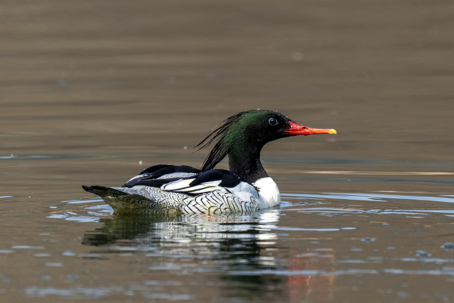 Scaly-sided Merganser (image by Mark Beaman)