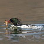 Scaly-sided Merganser (image by Mark Beaman)