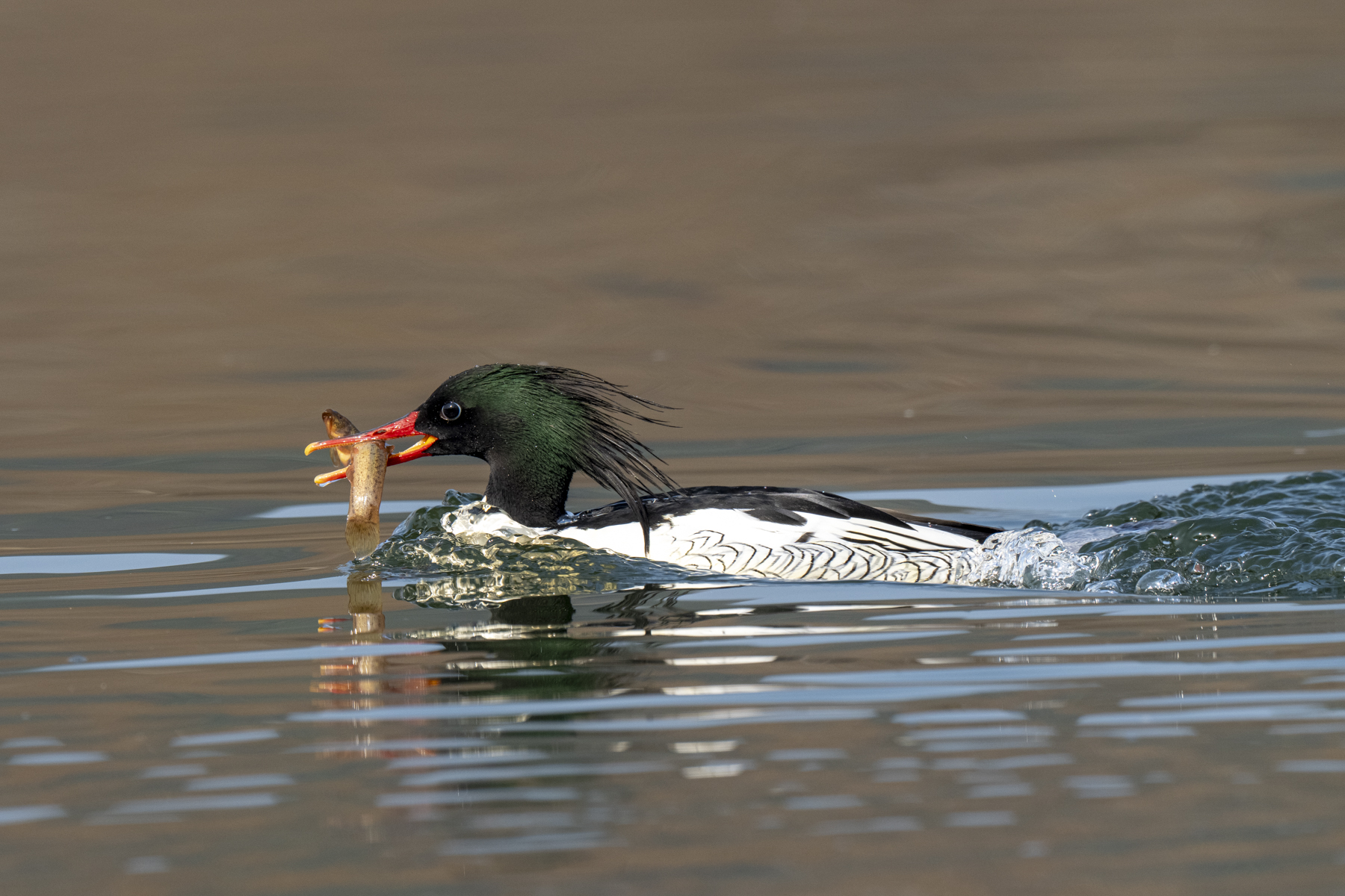 Scaly-sided Merganser (image by Mark Beaman)