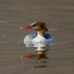 Scaly-sided Merganser female (image by Mark Beaman)
