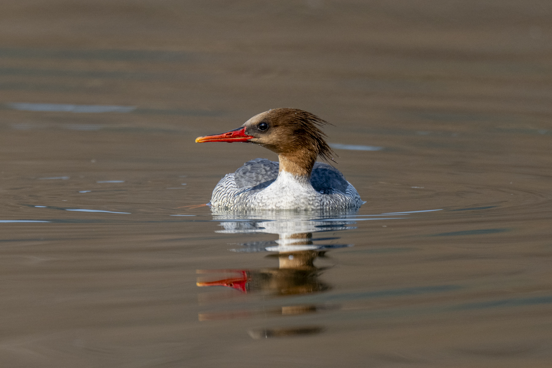 Scaly-sided Merganser female (image by Mark Beaman)