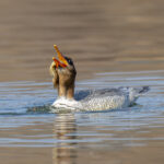 Scaly-sided Merganser female (image by Mark Beaman)