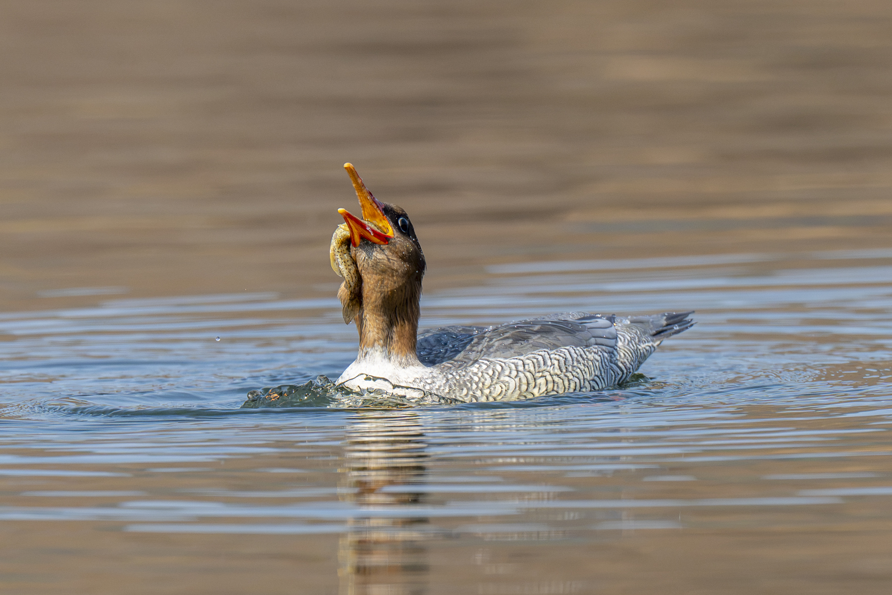 Scaly-sided Merganser female (image by Mark Beaman)