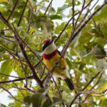 Scarlet-banded Barbet (image by Leo Garrigues)