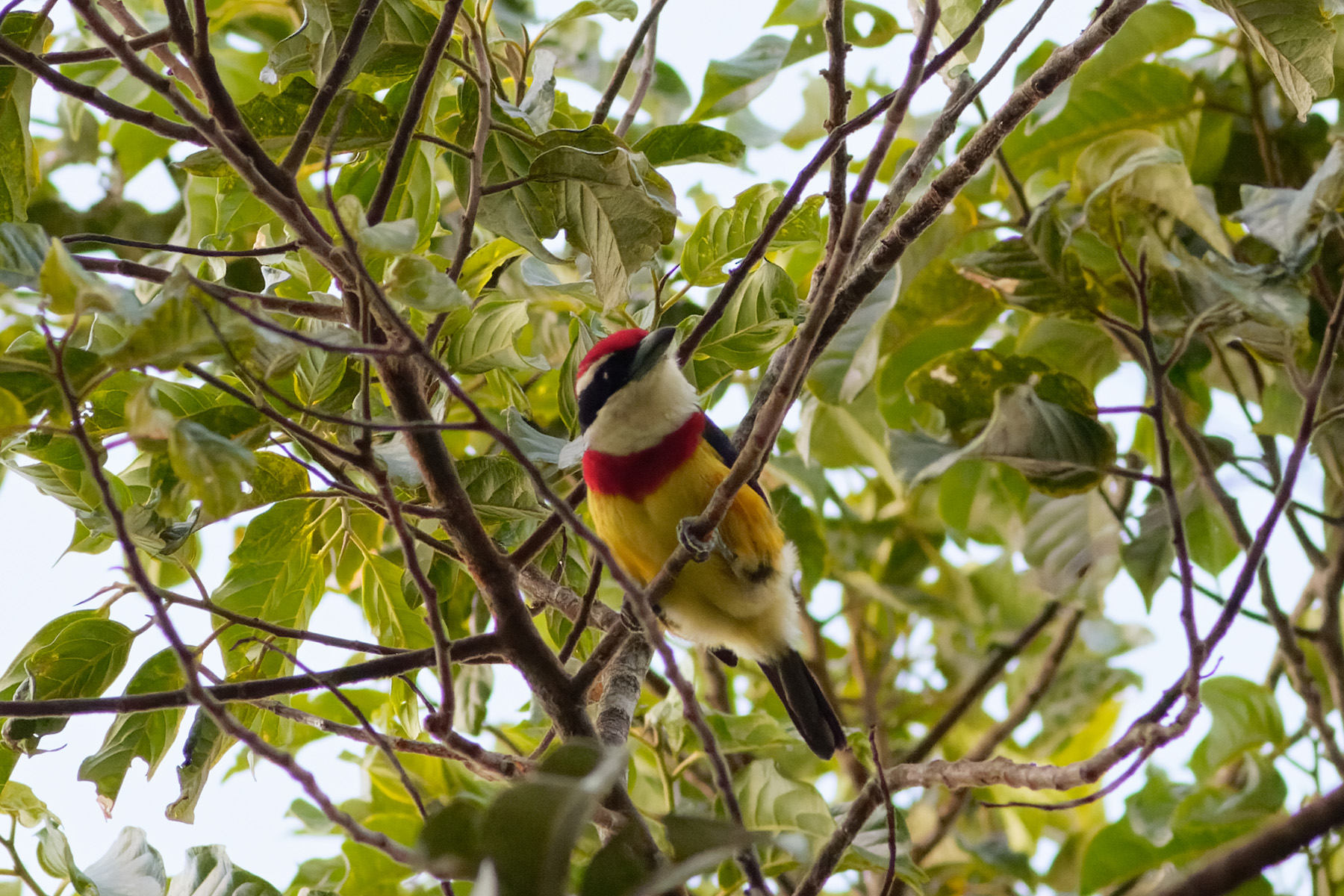 Scarlet-banded Barbet (image by Leo Garrigues)