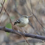 Short-tailed Field Tyrant (image by Leo Garrigues)