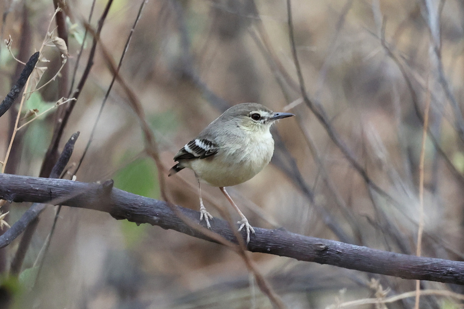 Short-tailed Field Tyrant (image by Leo Garrigues)