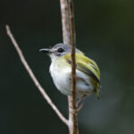 Short-tailed Pygmy Tyrant (image by Leo Garrigues)