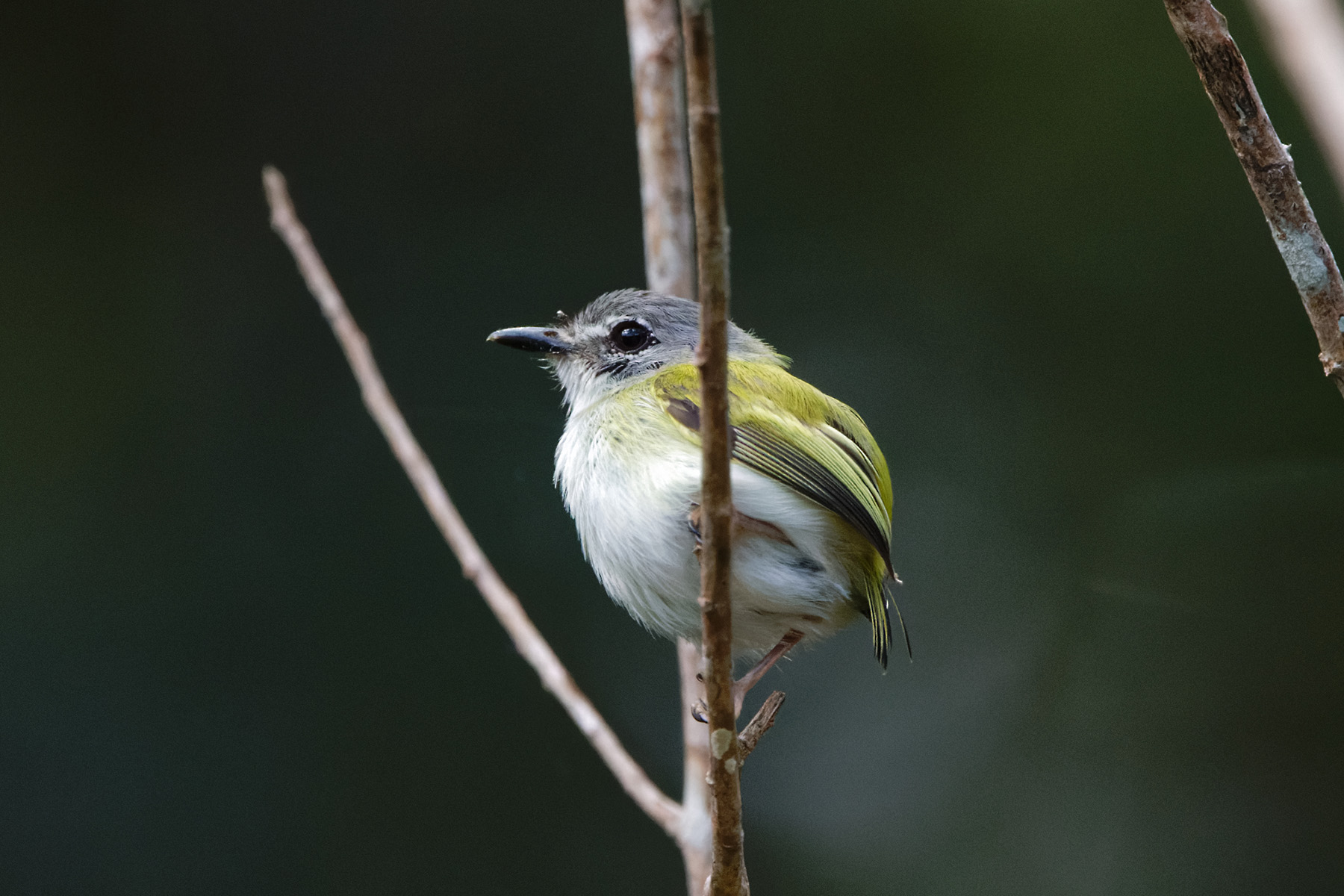 Short-tailed Pygmy Tyrant (image by Leo Garrigues)