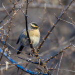 Siberian Accentor (image by Mark Beaman)