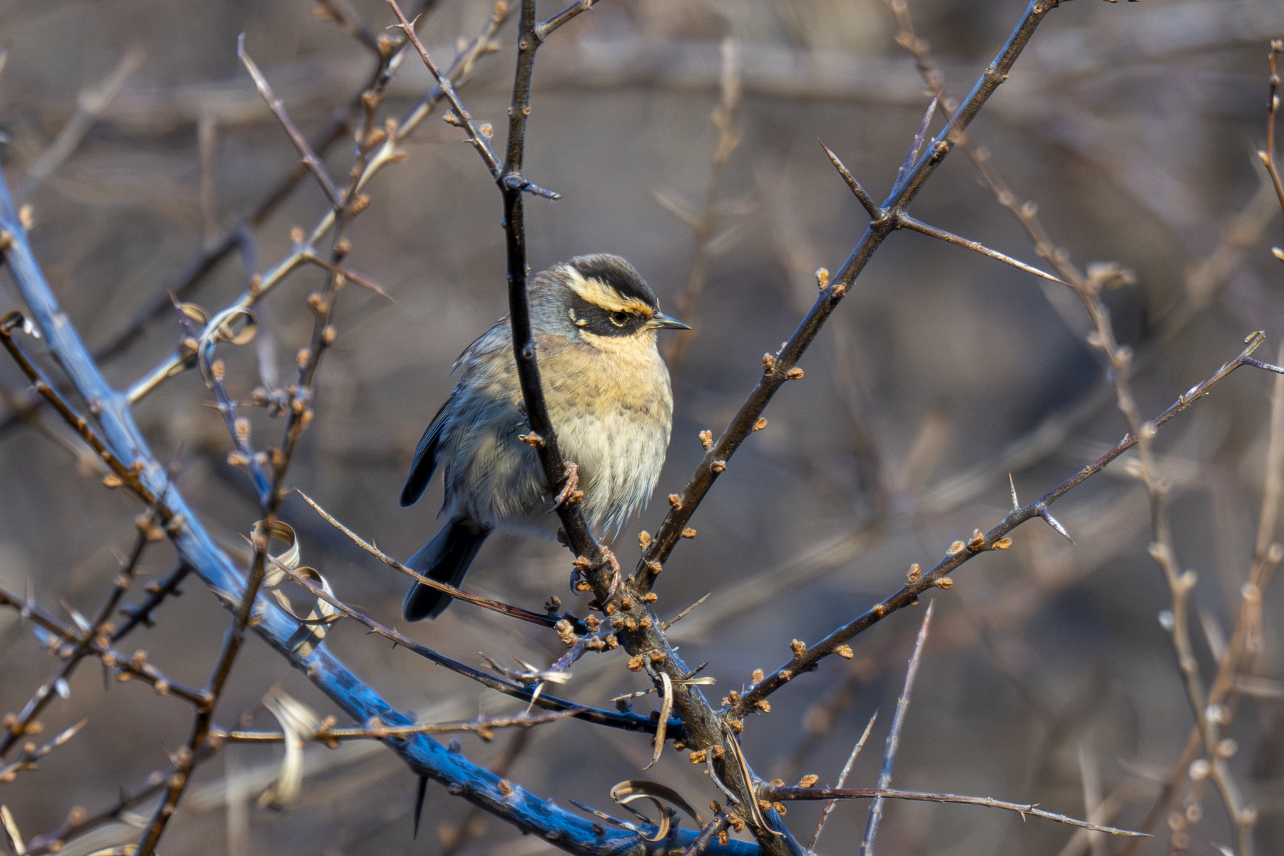 Siberian Accentor (image by Mark Beaman)