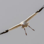 Siberian Crane (image by Mark Beaman)