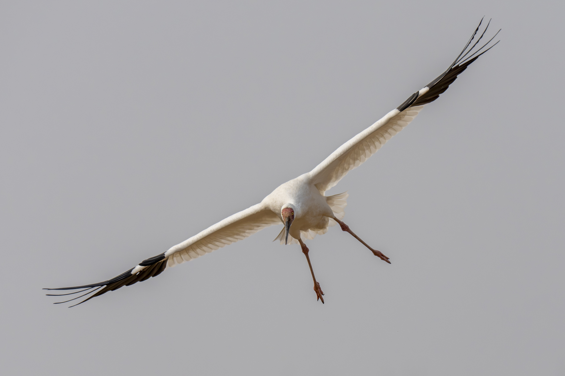 Siberian Crane (image by Mark Beaman)
