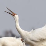 Siberian Crane (image by Mark Beaman)