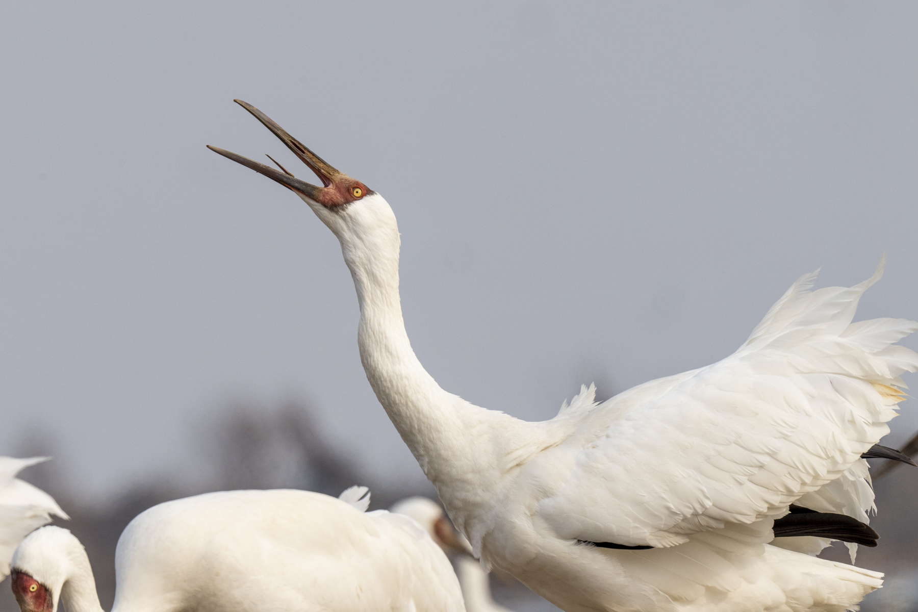 Siberian Crane (image by Mark Beaman)