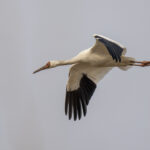 Siberian Crane (image by Mark Beaman)