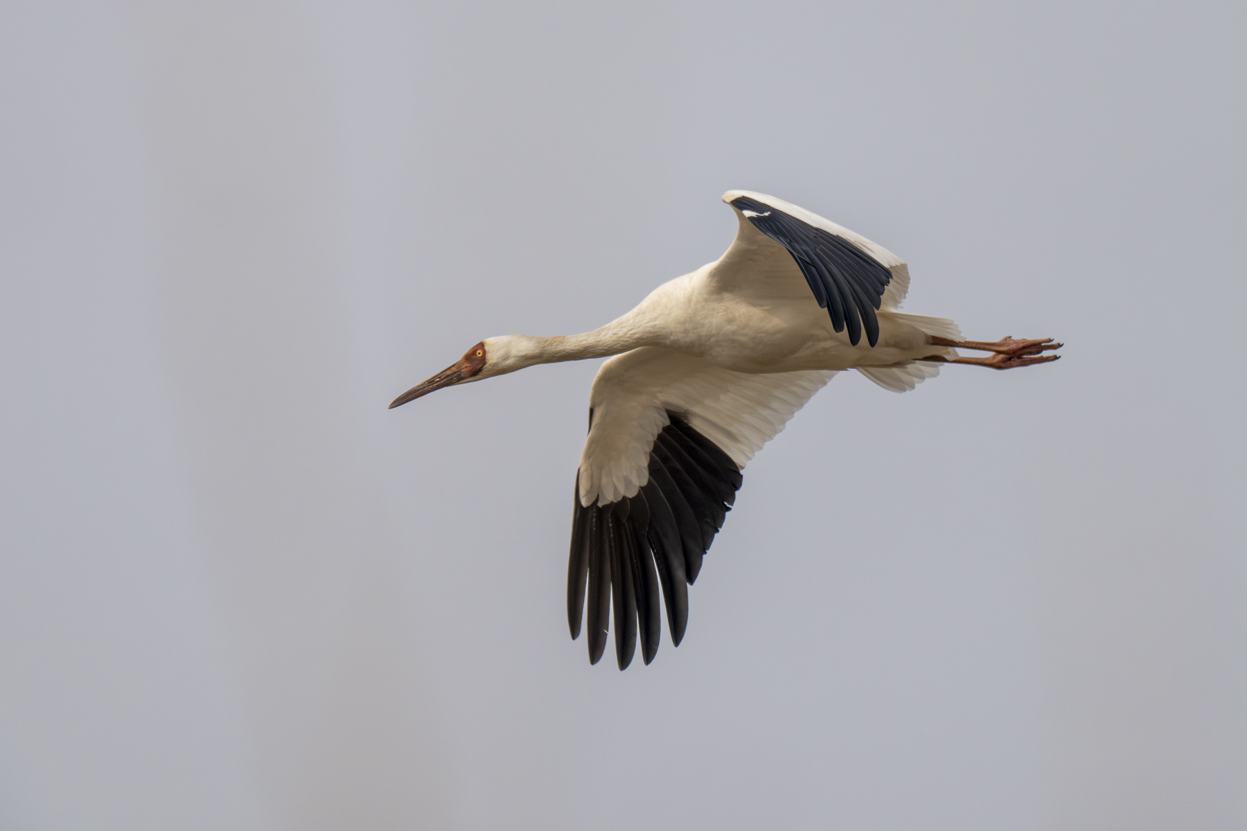 Siberian Crane (image by Mark Beaman)
