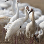 Siberian Cranes (image by Mark Beaman)