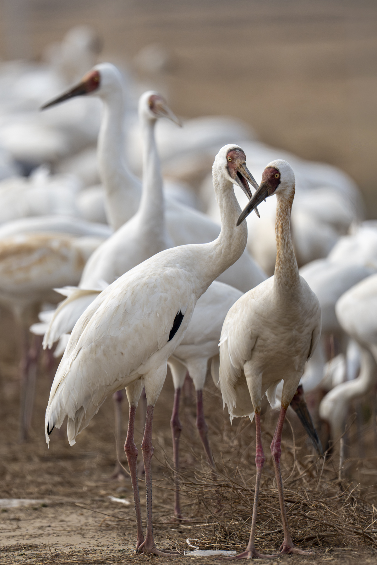 Siberian Cranes (image by Mark Beaman)