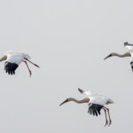 Siberian Cranes (image by Mark Beaman)