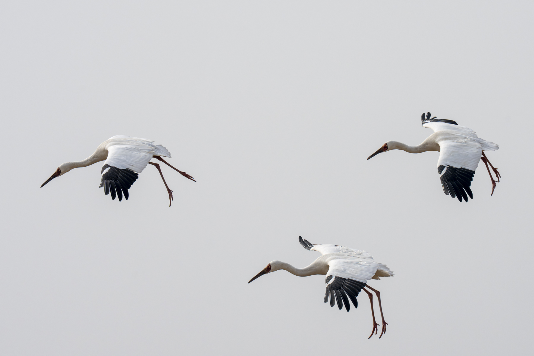 Siberian Cranes (image by Mark Beaman)