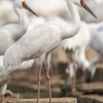 Siberian Cranes (image by Mark Beaman)
