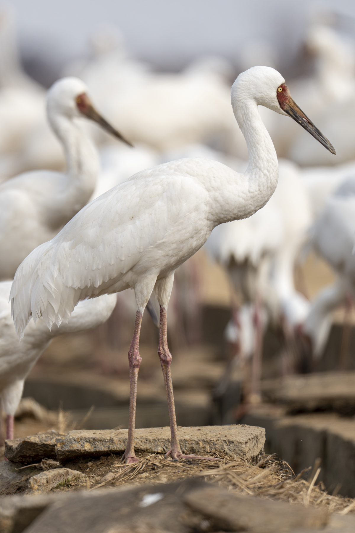 Siberian Cranes (image by Mark Beaman)