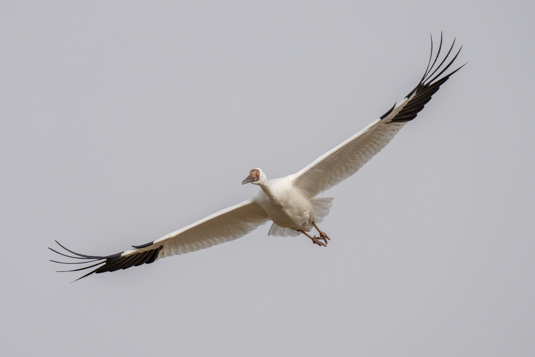Siberian Crane (image by Mark Beaman)