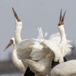Siberian Cranes (image by Mark Beaman)
