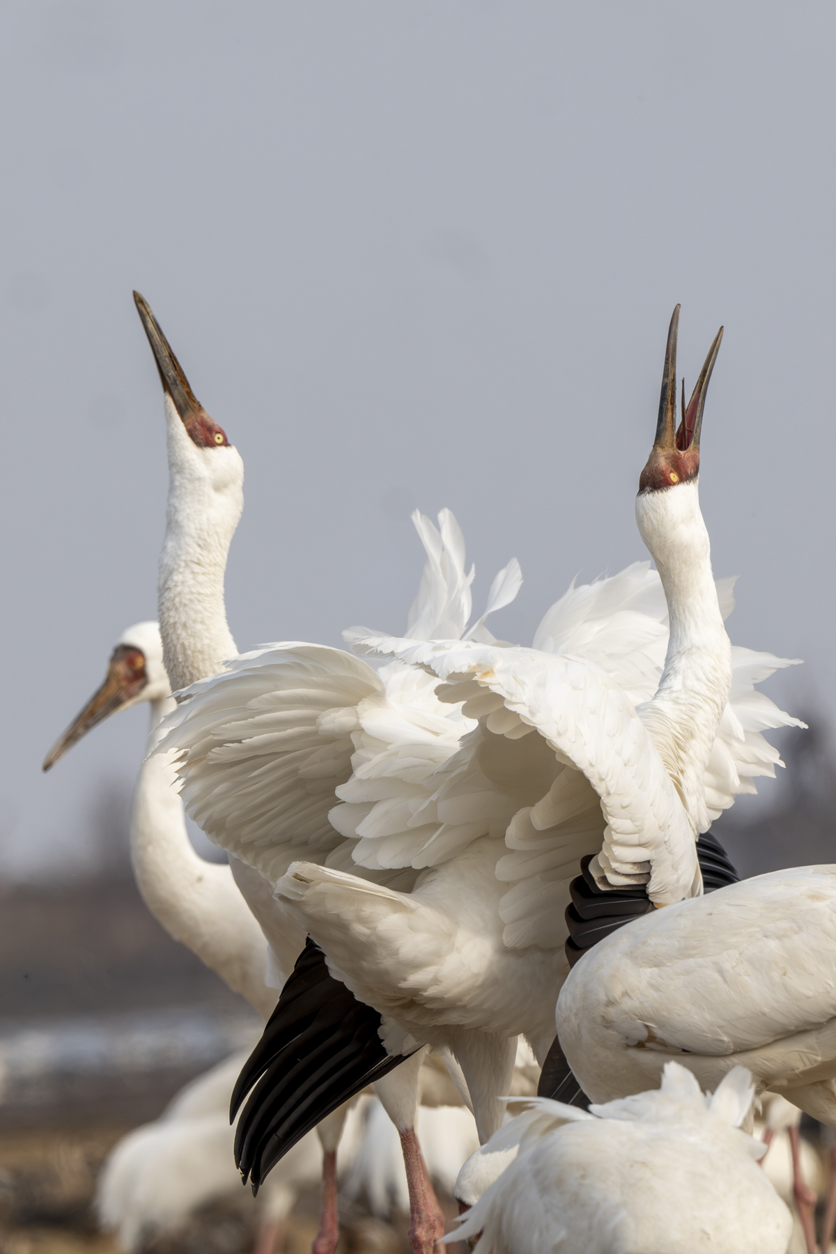 Siberian Cranes (image by Mark Beaman)