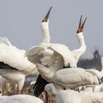 Siberian Cranes (image by Mark Beaman)