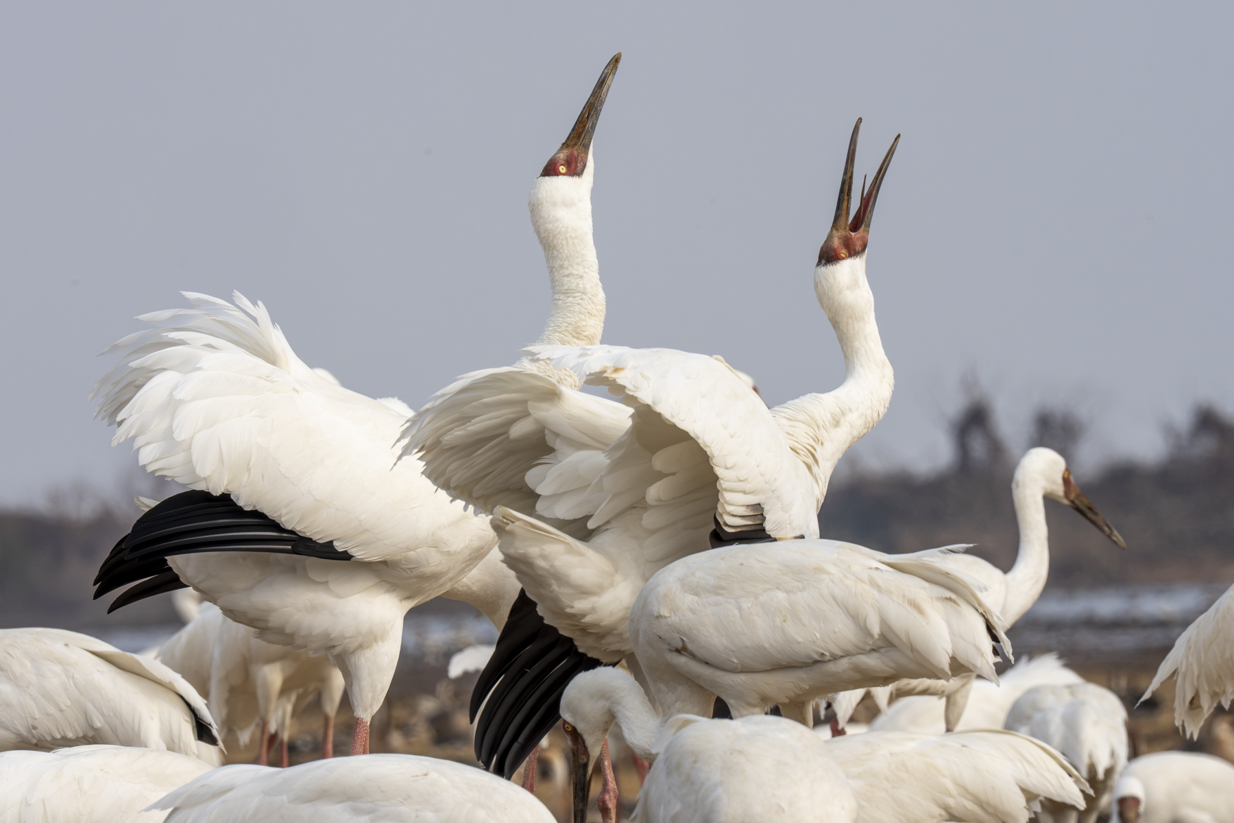 Siberian Cranes (image by Mark Beaman)